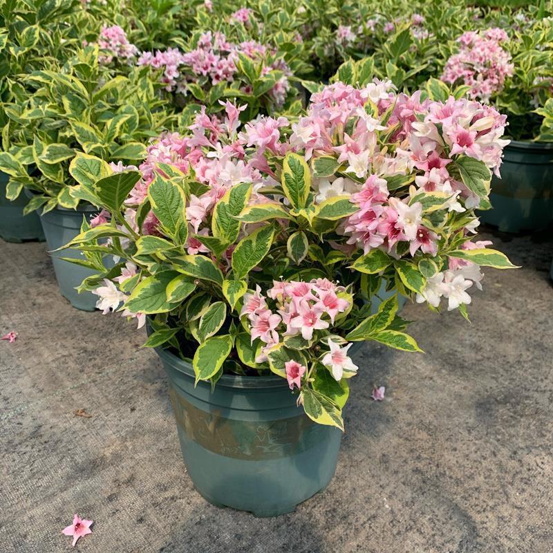 花叶锦带盆栽红王子锦带盆栽花园阳台多年生灌木植物观花观叶