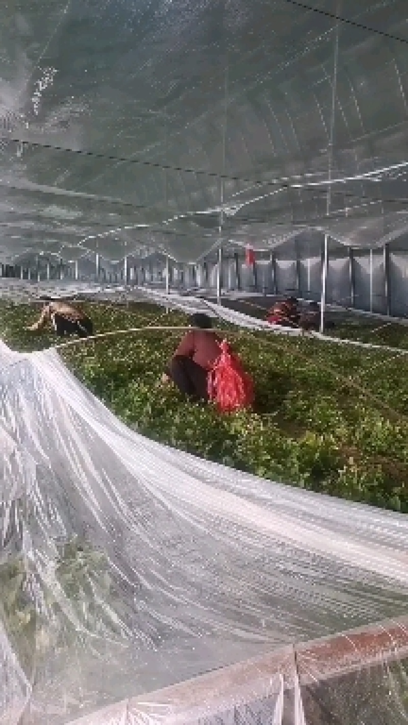 农科院脱毒商薯19.西瓜红.龙薯九等各品种红薯苗。