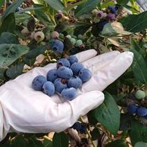 500亩蓝莓基地直供批发零售电商一件团购集采直播