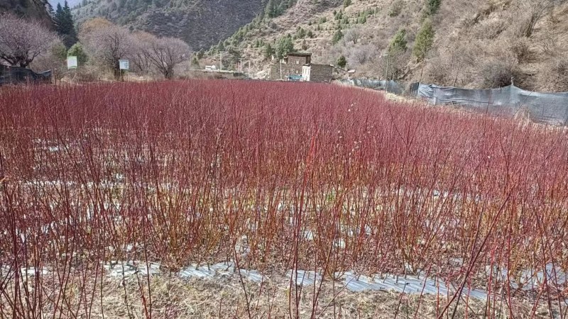 高山柳柳树规格齐全高原种植成活率高