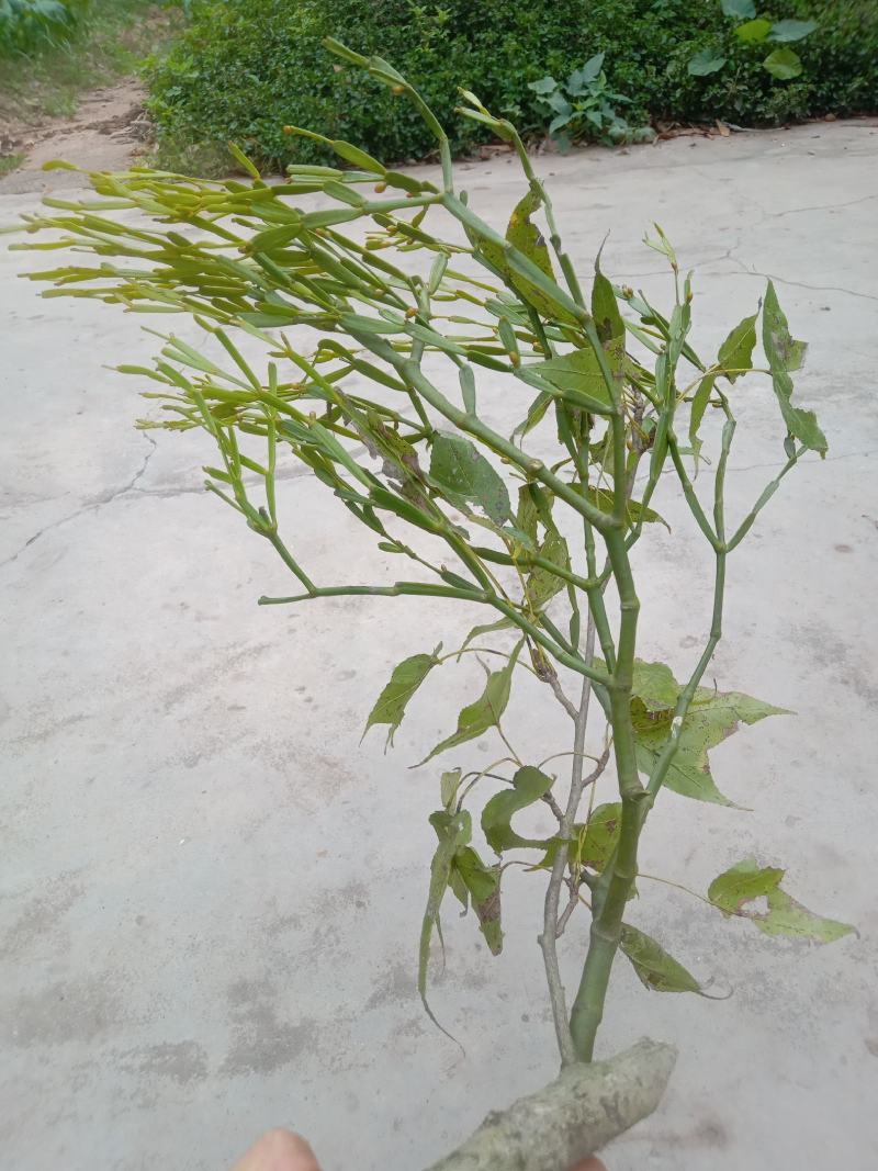 螃蟹脚寄生，枫树螃蟹脚寄生，枫木寄生，枫香树寄生，枫