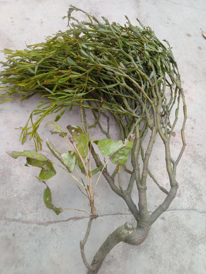 螃蟹脚寄生，枫树螃蟹脚寄生，枫木寄生，枫香树寄生，枫