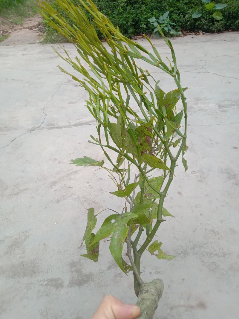 螃蟹脚寄生，枫树螃蟹脚寄生，枫木寄生，枫香树寄生，枫