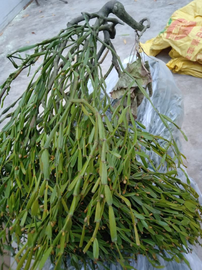 螃蟹脚寄生，枫树螃蟹脚寄生，枫木寄生，枫香树寄生，枫