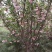 5公分的樱花，10公分樱花，20公分的樱花