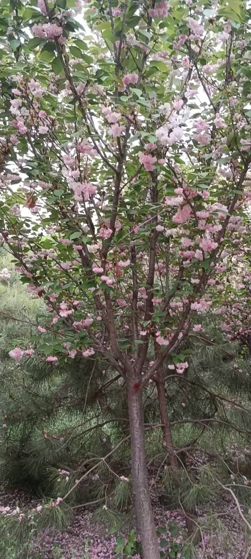 5公分的樱花，10公分樱花，20公分的樱花