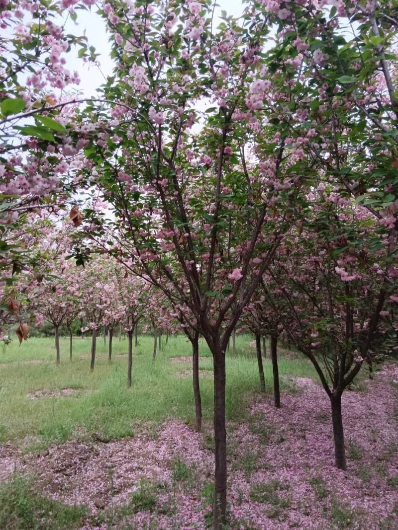 5公分的樱花，10公分樱花，20公分的樱花