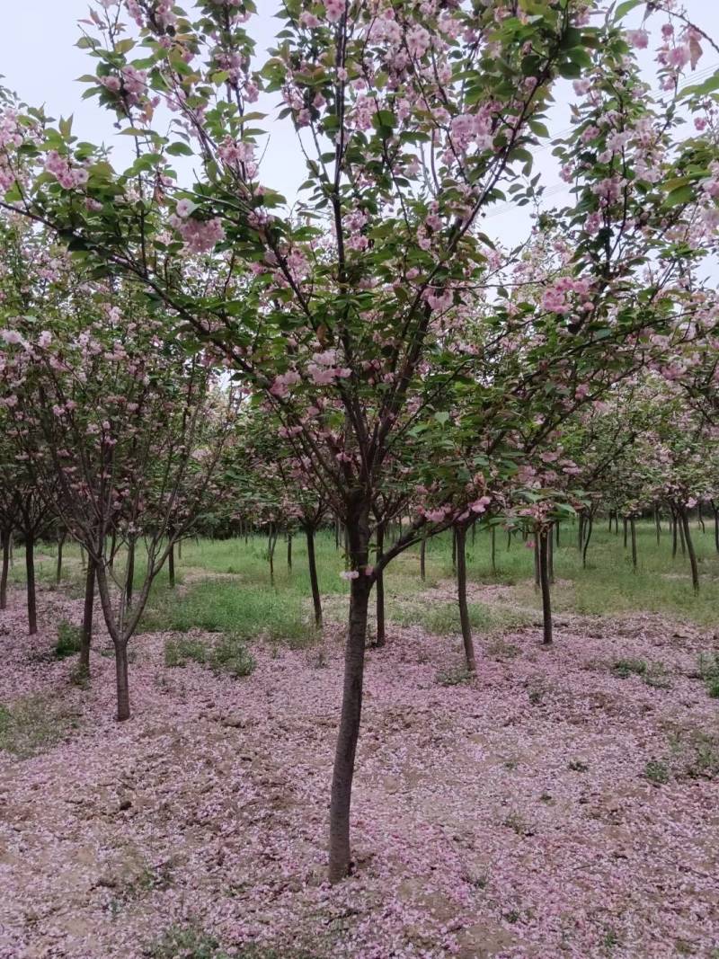 5公分的樱花，10公分樱花，20公分的樱花