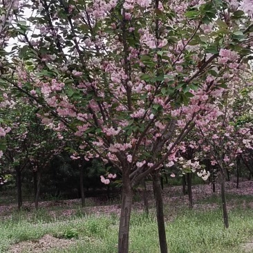 5公分的樱花，10公分樱花，20公分的樱花