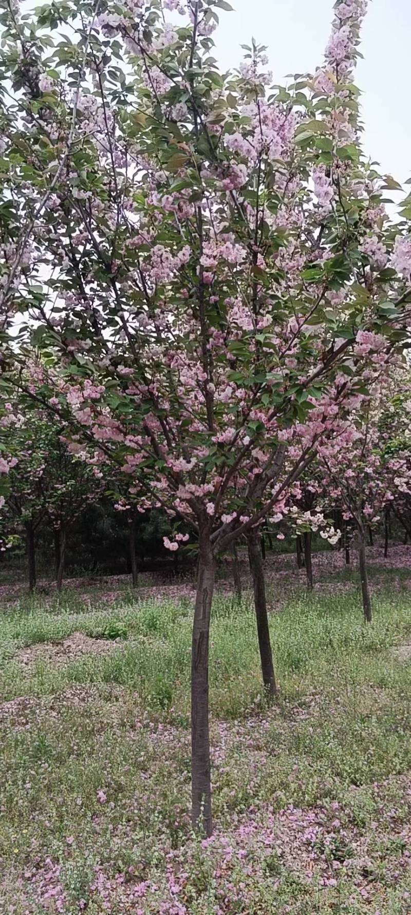 5公分的樱花，10公分樱花，20公分的樱花