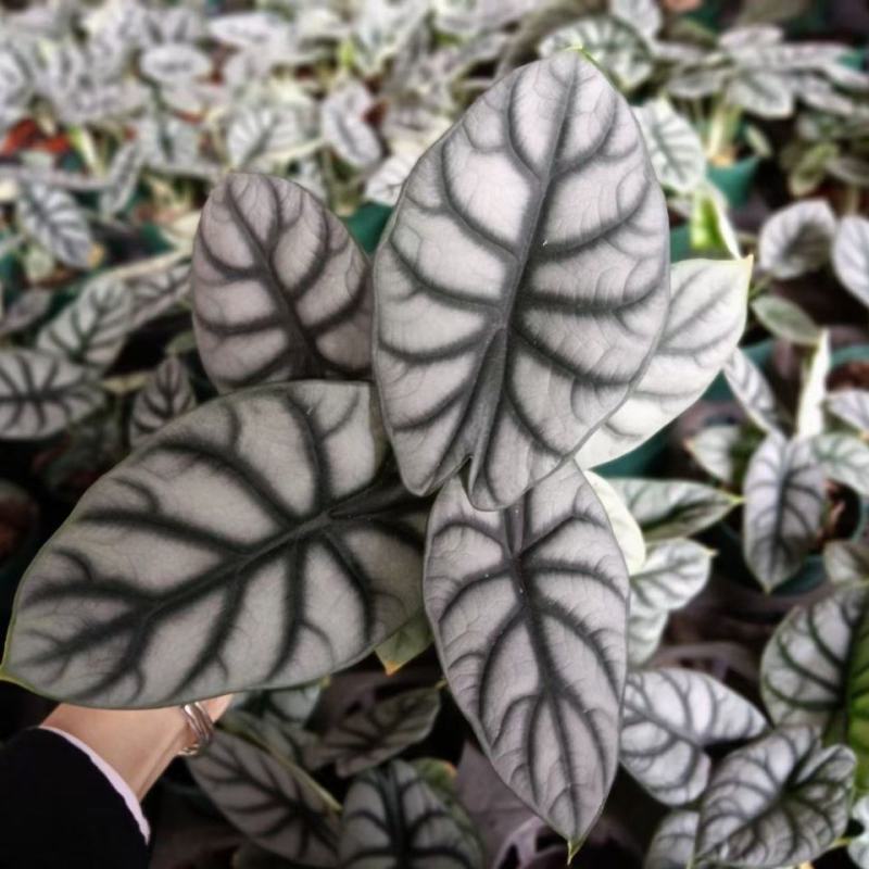 白犀牛龙鳞哈密瓜海芋网红进口绿植盆栽室内阳台观叶