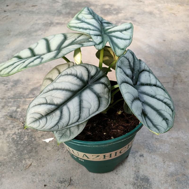 白犀牛龙鳞哈密瓜海芋网红进口绿植盆栽室内阳台观叶
