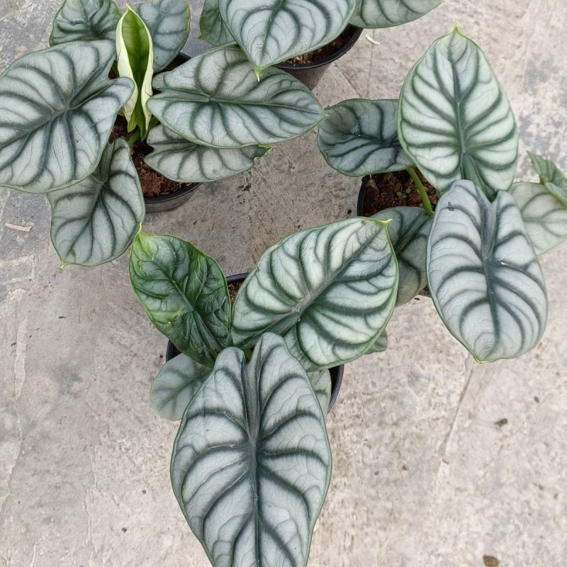 白犀牛龙鳞哈密瓜海芋网红进口绿植盆栽室内阳台观叶