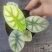 白犀牛龙鳞哈密瓜海芋网红进口绿植盆栽室内阳台观叶