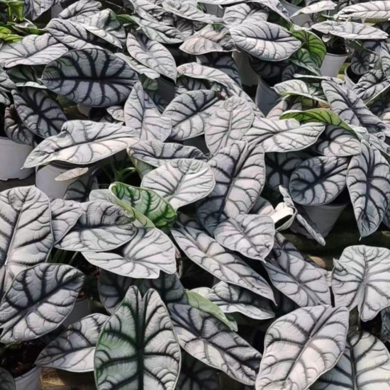 白犀牛龙鳞哈密瓜海芋网红进口绿植盆栽室内阳台观叶