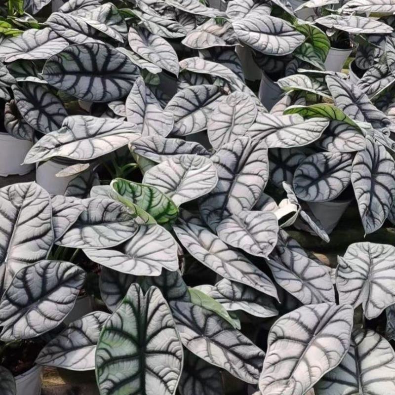 白犀牛龙鳞哈密瓜海芋网红进口绿植盆栽室内阳台观叶