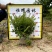 【满天星】5斤袋7斤袋各种规格福建漳州基地直发