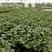 茄子苗，好养活品种齐质量优选，基地直供，货源稳定