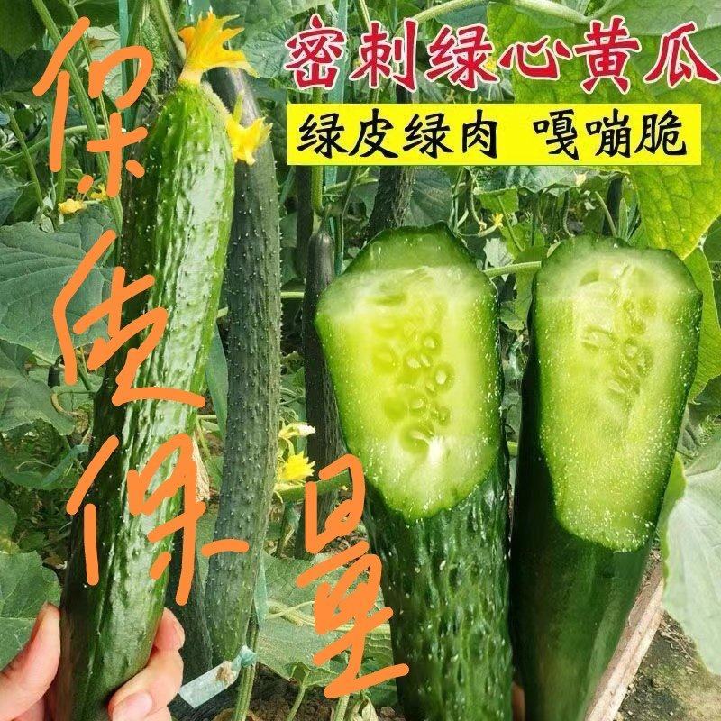 密刺黄瓜顶花油瓜绿瓤绿瓜量大质优基地发货