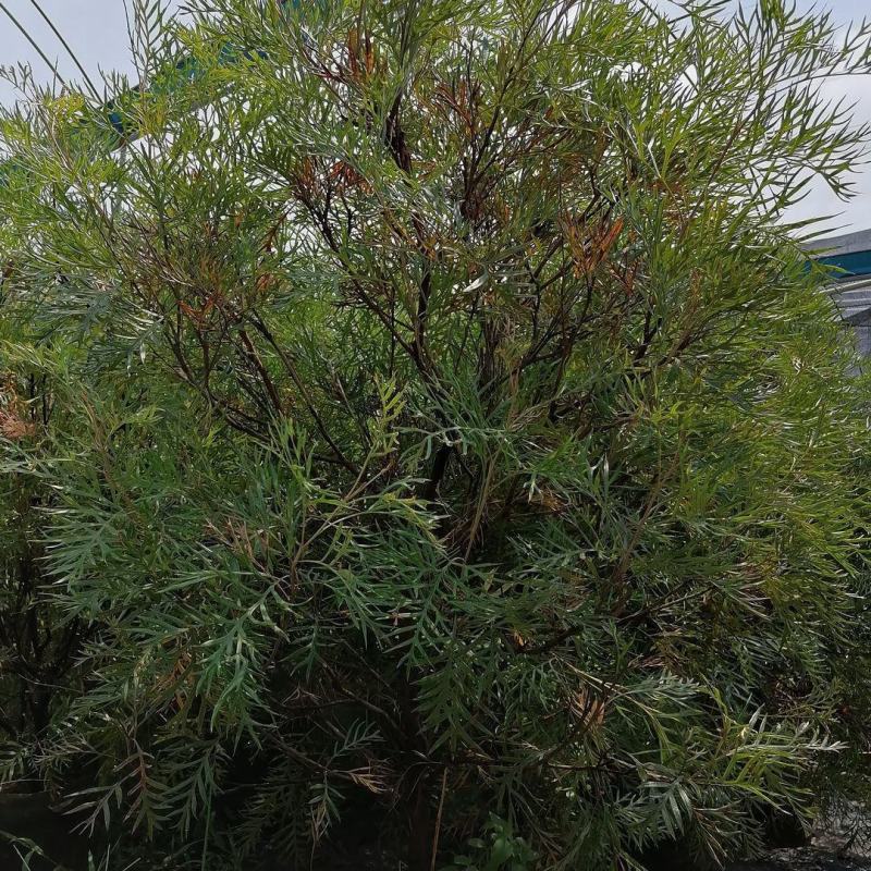 红花银桦树大室外盆栽庭院别墅罕见稀有品种绿植花卉四季