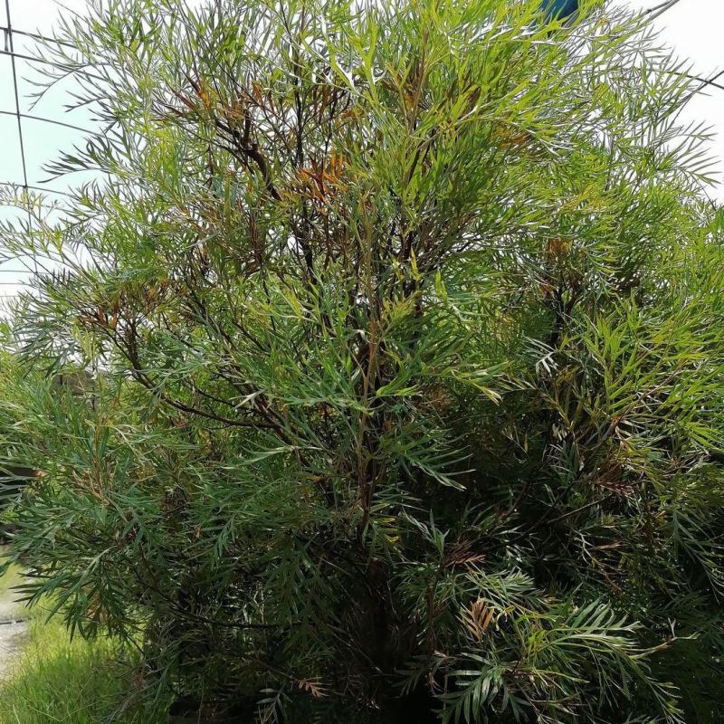 红花银桦树大室外盆栽庭院别墅罕见稀有品种绿植花卉四季