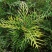 红花银桦树大室外盆栽庭院别墅罕见稀有品种绿植花卉四季