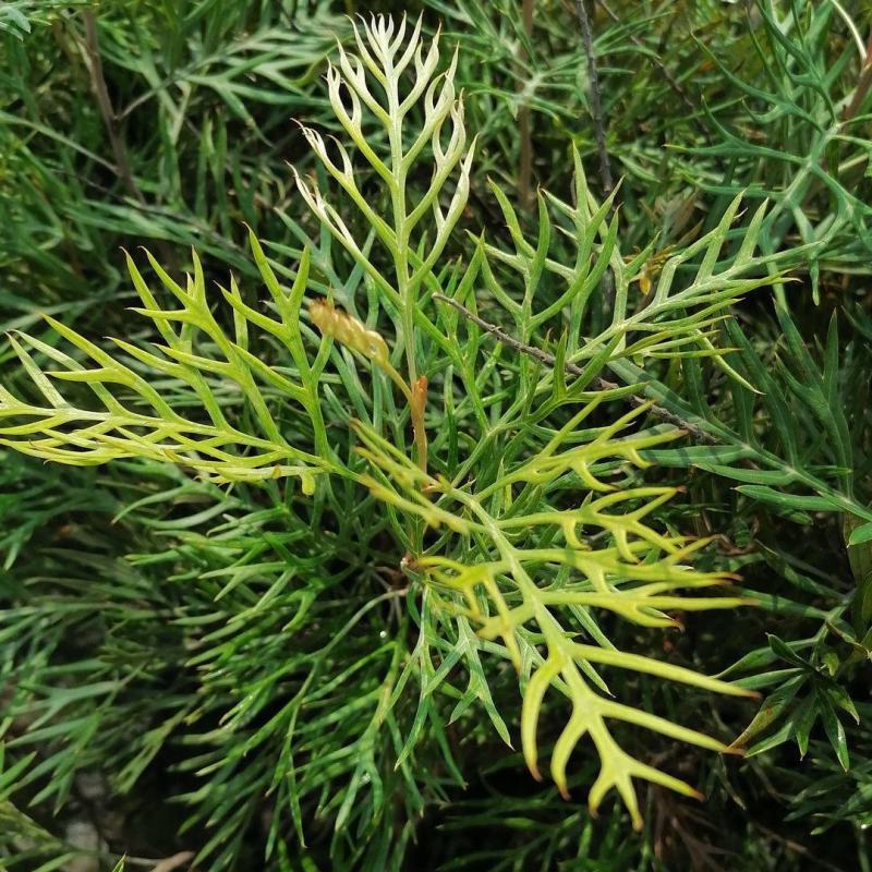 红花银桦树大室外盆栽庭院别墅罕见稀有品种绿植花卉四季