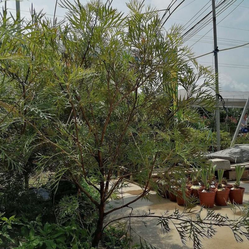 红花银桦树大室外盆栽庭院别墅罕见稀有品种绿植花卉四季