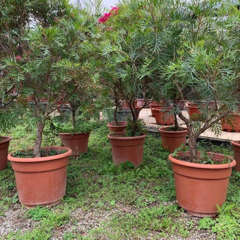 红花银桦树大室外盆栽庭院别墅罕见稀有品种绿植花卉四季