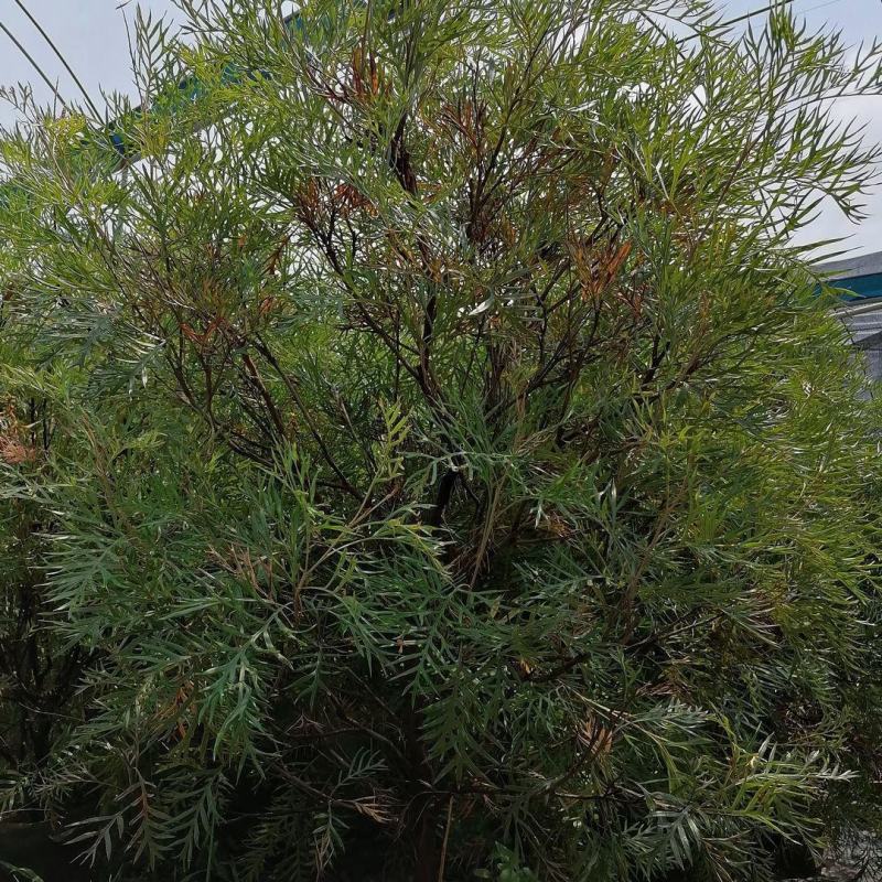 红花银桦树大室外盆栽庭院别墅罕见稀有品种绿植花卉四季