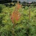 红花银桦树大室外盆栽庭院别墅罕见稀有品种绿植花卉四季