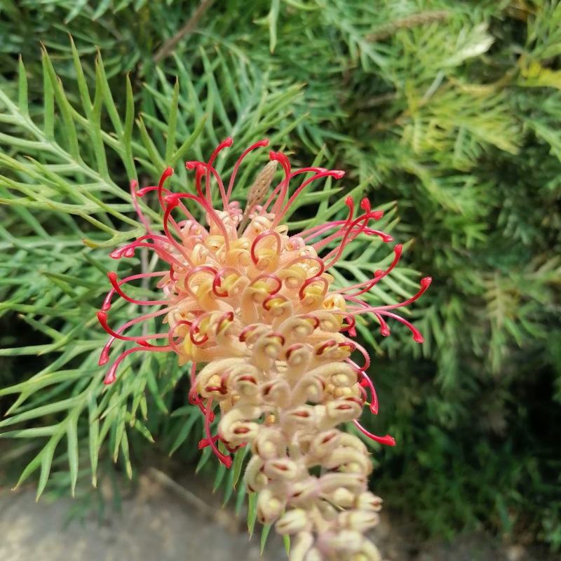 红花银桦树大室外盆栽庭院别墅罕见稀有品种绿植花卉四季