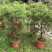 红花银桦树大室外盆栽庭院别墅罕见稀有品种绿植花卉四季