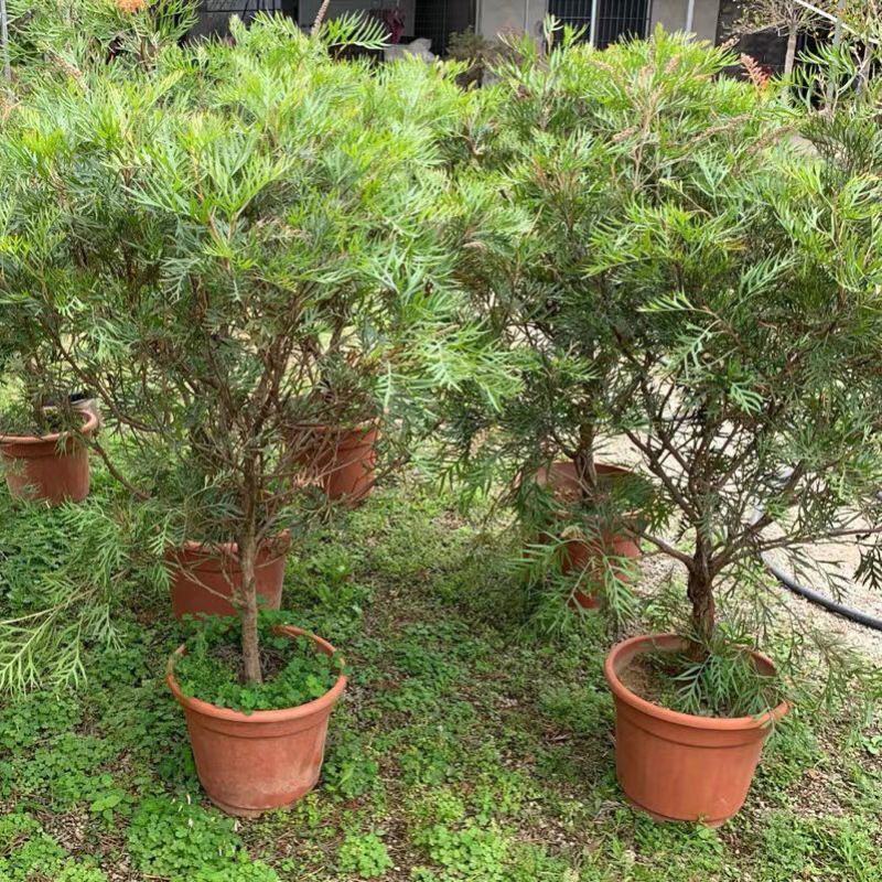 红花银桦树大室外盆栽庭院别墅罕见稀有品种绿植花卉四季