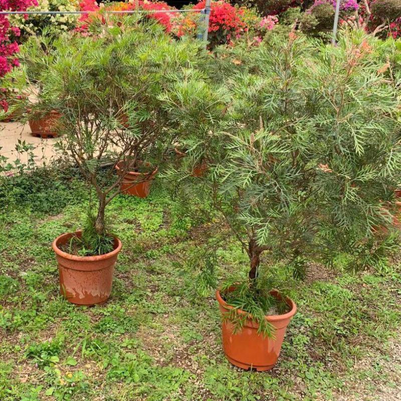 红花银桦树大室外盆栽庭院别墅罕见稀有品种绿植花卉四季
