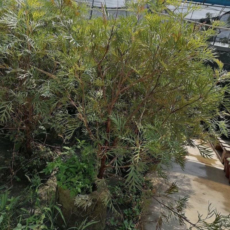红花银桦树大室外盆栽庭院别墅罕见稀有品种绿植花卉四季