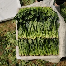 菠菜