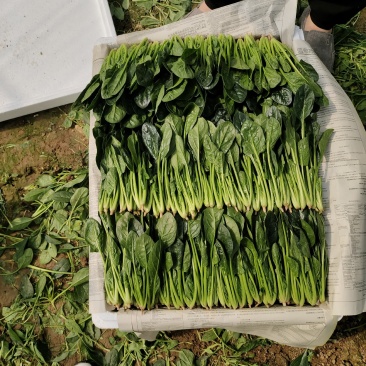 菠菜