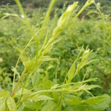 霉茶
