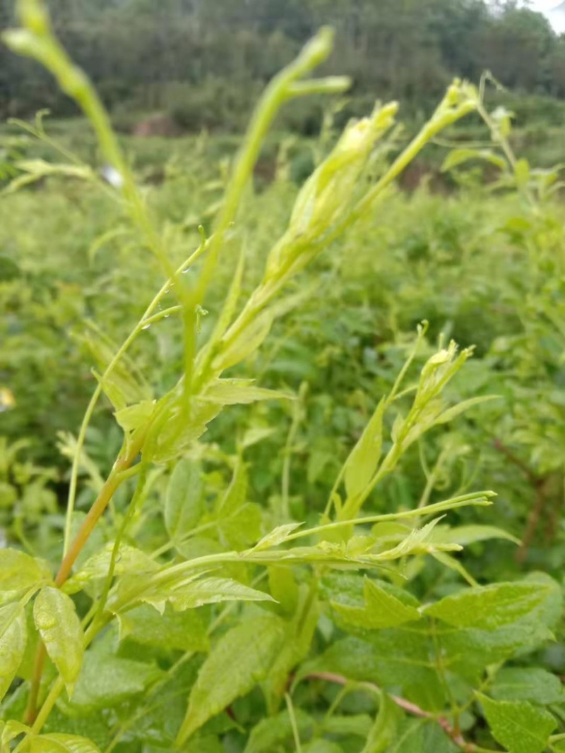 霉茶