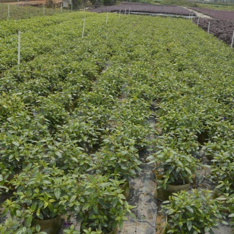 巴西野牡丹紫牡丹盆栽室内客厅阳台带花苞四季开花不断耐寒花