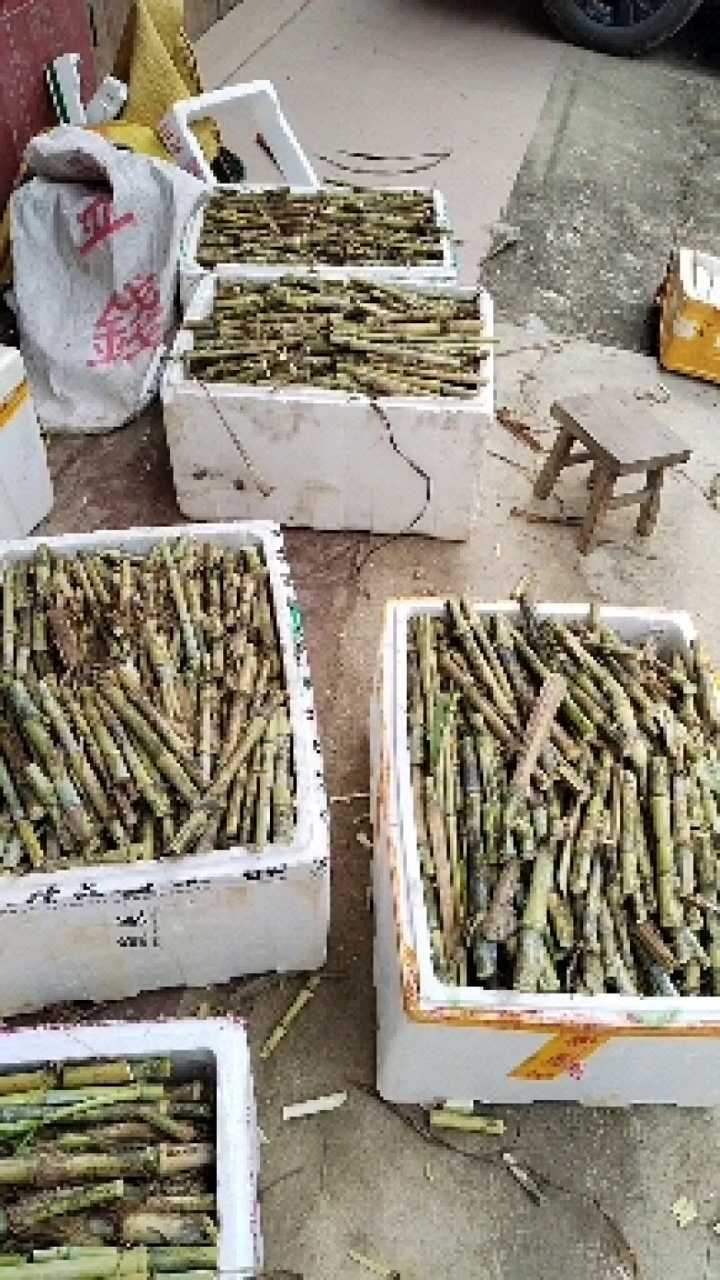 无毛高产甜象草，包邮，坏苗补发，早上砍，下午发货