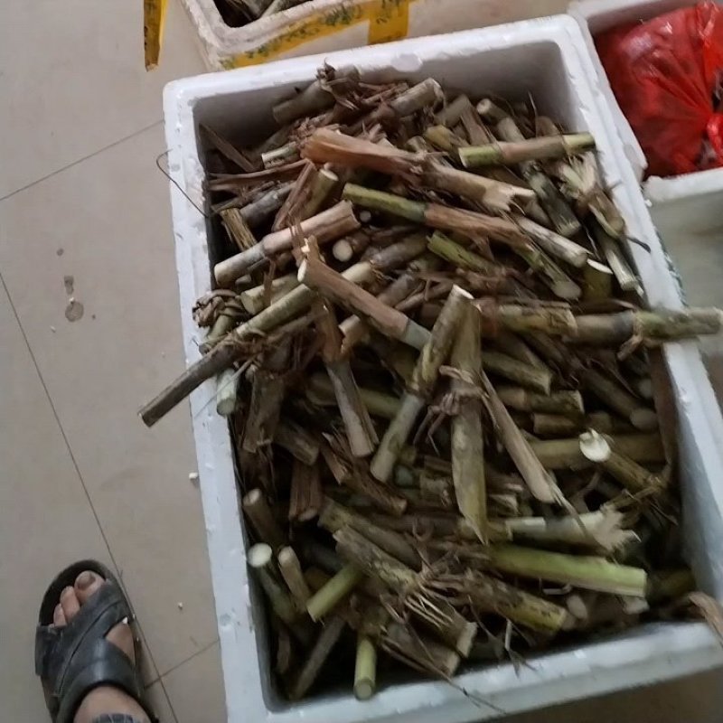 无毛高产甜象草，包邮，坏苗补发，早上砍，下午发货