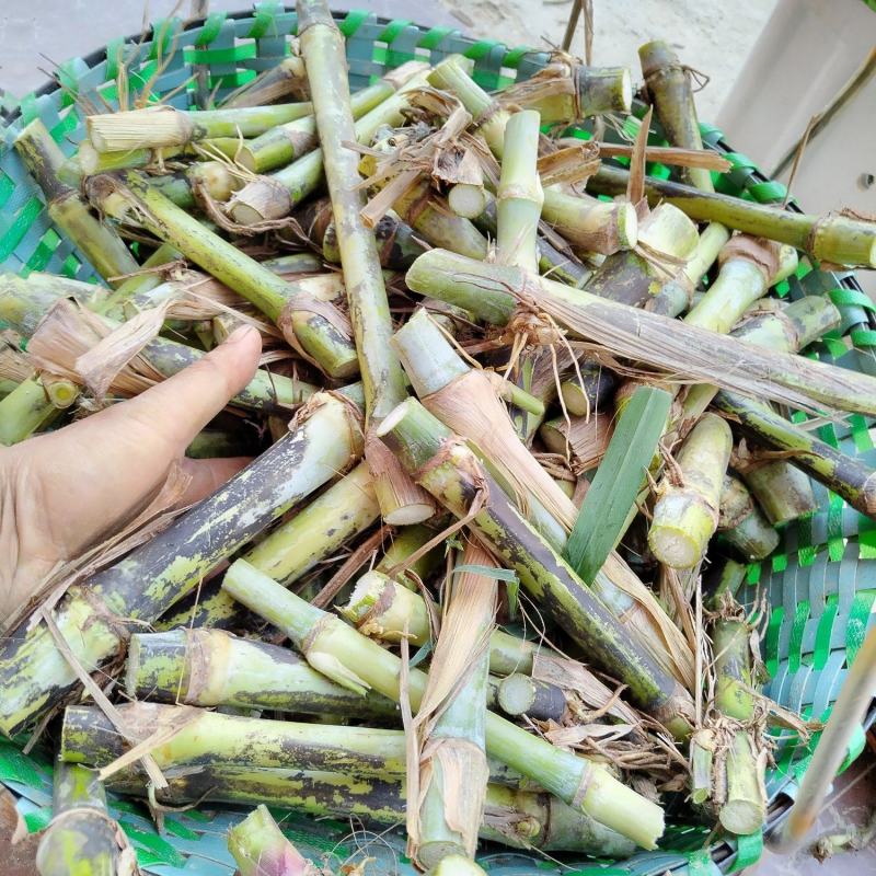 无毛高产甜象草，包邮，坏苗补发，早上砍，下午发货