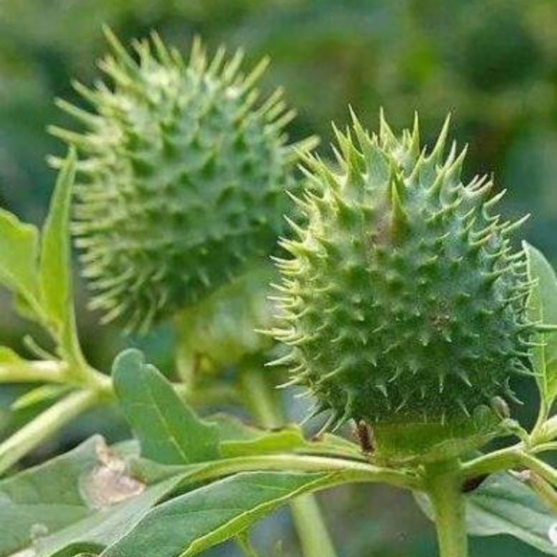 野生曼陀罗种子曼陀罗果实干果大母子醉核桃喇叭花花卉种子