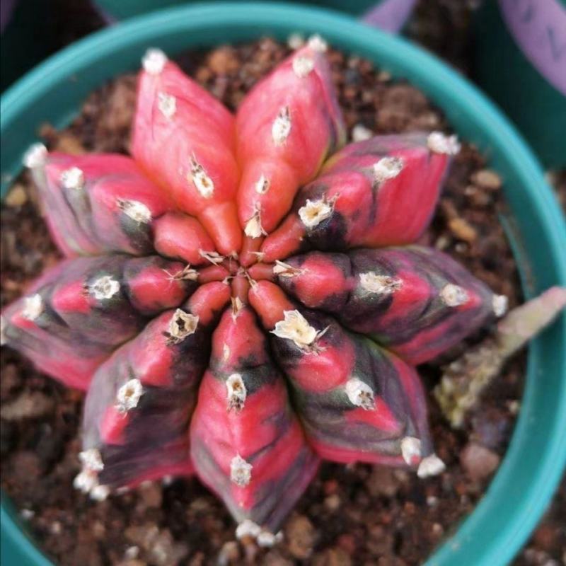 稀有自然锦光辉牡丹仙人球掌多肉绿植物桌面吸甲醛阳台小花卉
