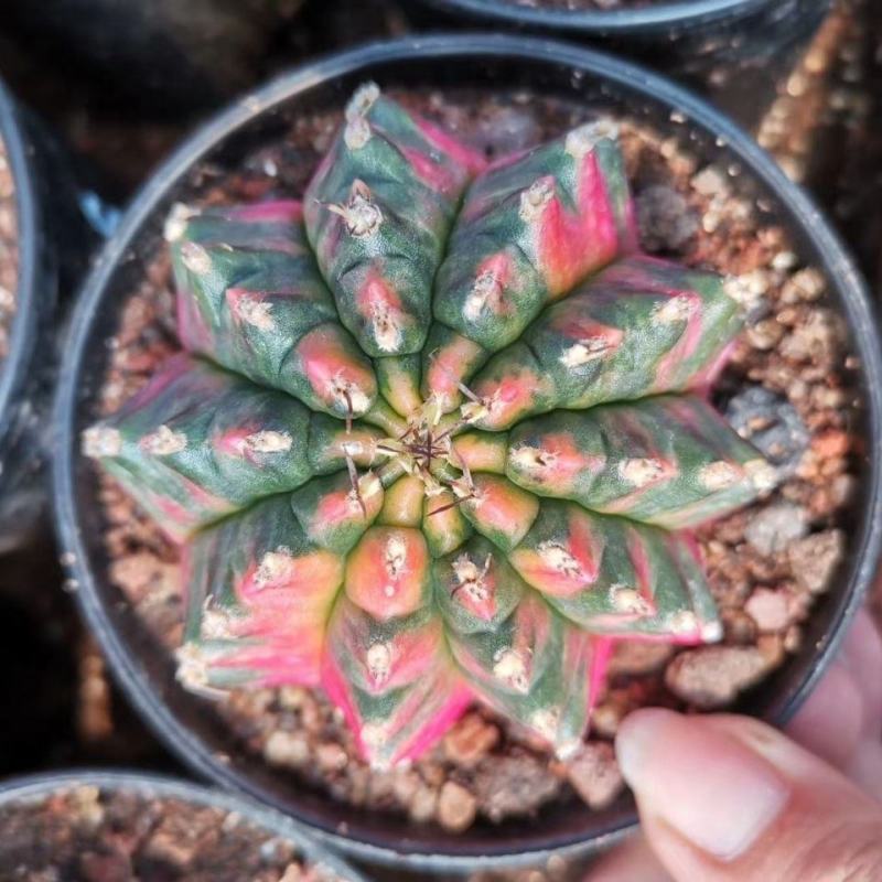 稀有自然锦光辉牡丹仙人球掌多肉绿植物桌面吸甲醛阳台小花卉