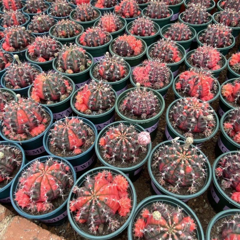 稀有自然锦光辉牡丹仙人球掌多肉绿植物桌面吸甲醛阳台小花卉