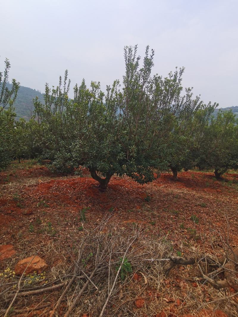 精品老桩断根杨梅树