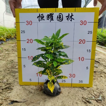 【海南洒金洒金珊瑚洒金变叶木】各种规格欢迎合作详谈